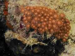 Goniopora
