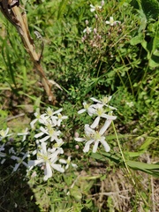 Clematis lathyrifolia