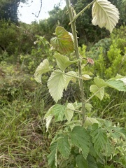 Rubus cuneifolius × longepedicellatus