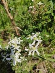 Clematis lathyrifolia