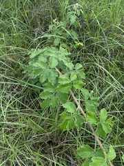 Rubus cuneifolius × longepedicellatus