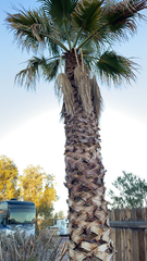 Washingtonia robusta