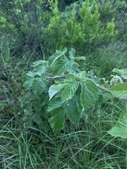 Rubus cuneifolius × longepedicellatus