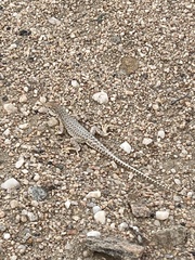 Meroles suborbitalis