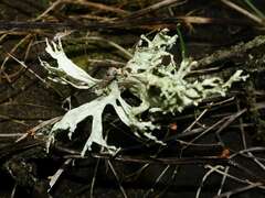 Ramalina canariensis