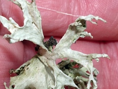 Ramalina canariensis