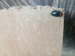 Morphosphaera caerulea