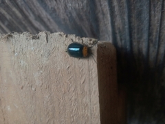 Morphosphaera caerulea