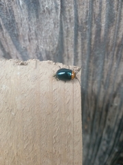 Morphosphaera caerulea