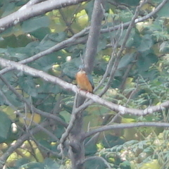 Alcedo atthis bengalensis