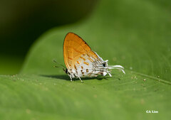 Drupadia ravindra