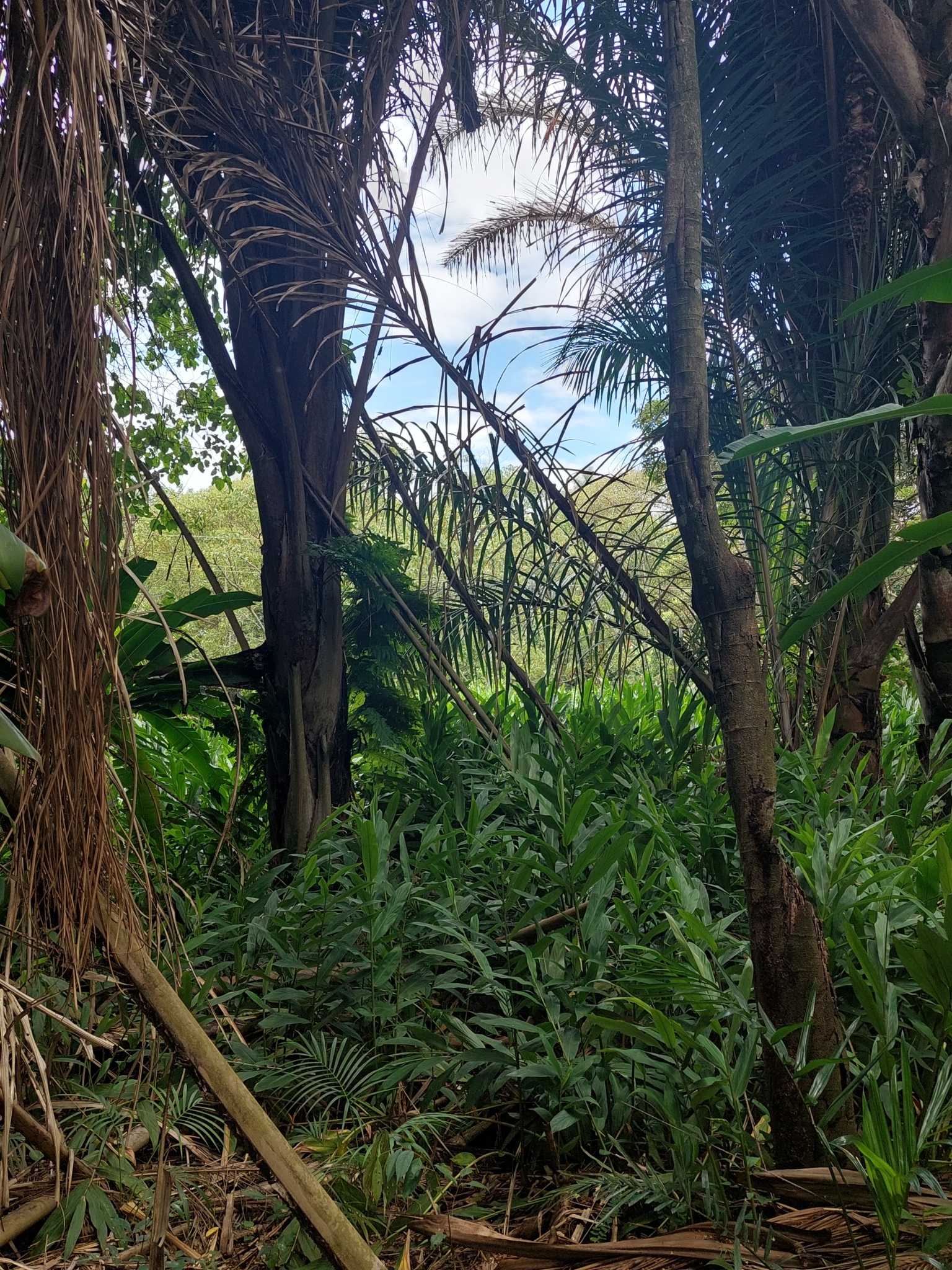 Hedychium coronarium
