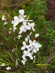Libertia chilensis