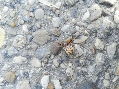 Larinioides patagiatus