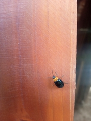 Morphosphaera caerulea