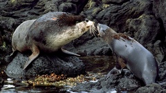 Arctocephalus tropicalis