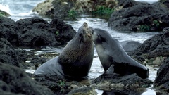 Arctocephalus tropicalis