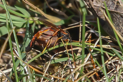 Therion circumflexum