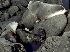 Arctocephalus tropicalis