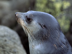 Arctocephalus tropicalis