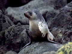 Arctocephalus tropicalis