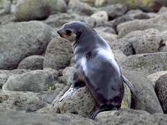 Arctocephalus tropicalis