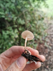 Tricholoma album