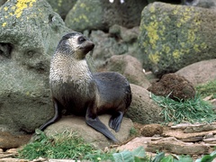 Arctocephalus tropicalis