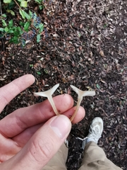 Tricholoma album