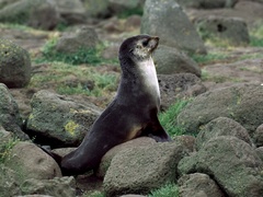 Arctocephalus tropicalis