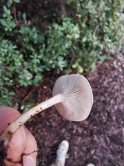 Tricholoma album