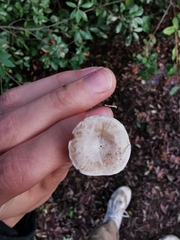 Tricholoma album