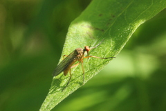 Empis