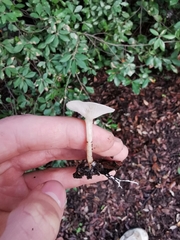 Tricholoma album