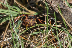 Therion circumflexum