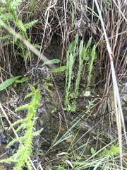 Helichrysum cephaloideum