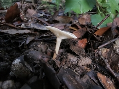 Tricholoma album