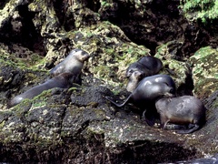 Arctocephalus tropicalis