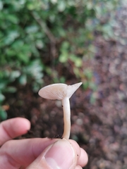 Tricholoma album