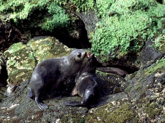 Arctocephalus tropicalis