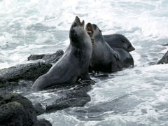 Arctocephalus tropicalis