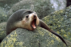 Arctocephalus tropicalis