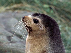 Arctocephalus tropicalis