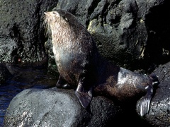 Arctocephalus tropicalis