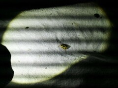 Harpella forficella