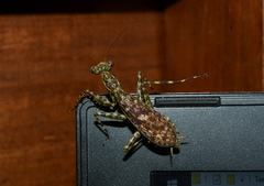 Liturgusa cayennensis
