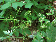 Trochiscanthes nodiflorus