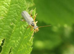 Cantharis nigricans