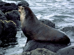 Arctocephalus tropicalis