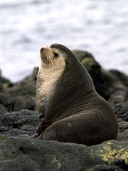 Arctocephalus tropicalis